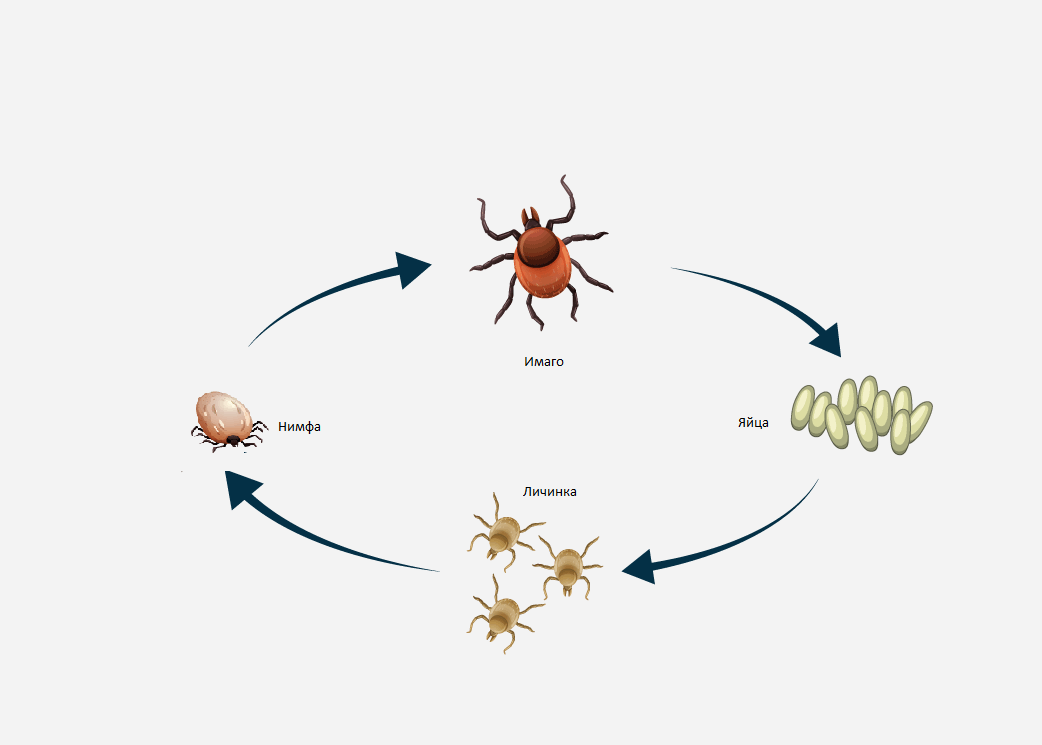 Жизненный цикл клеща